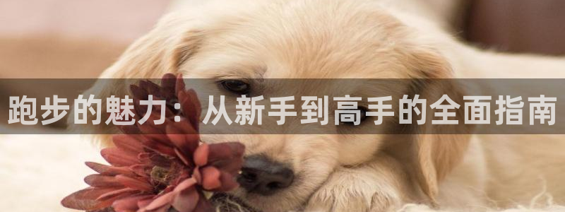 意昂33登陆：跑步的魅力：从新手到高手的全面指南